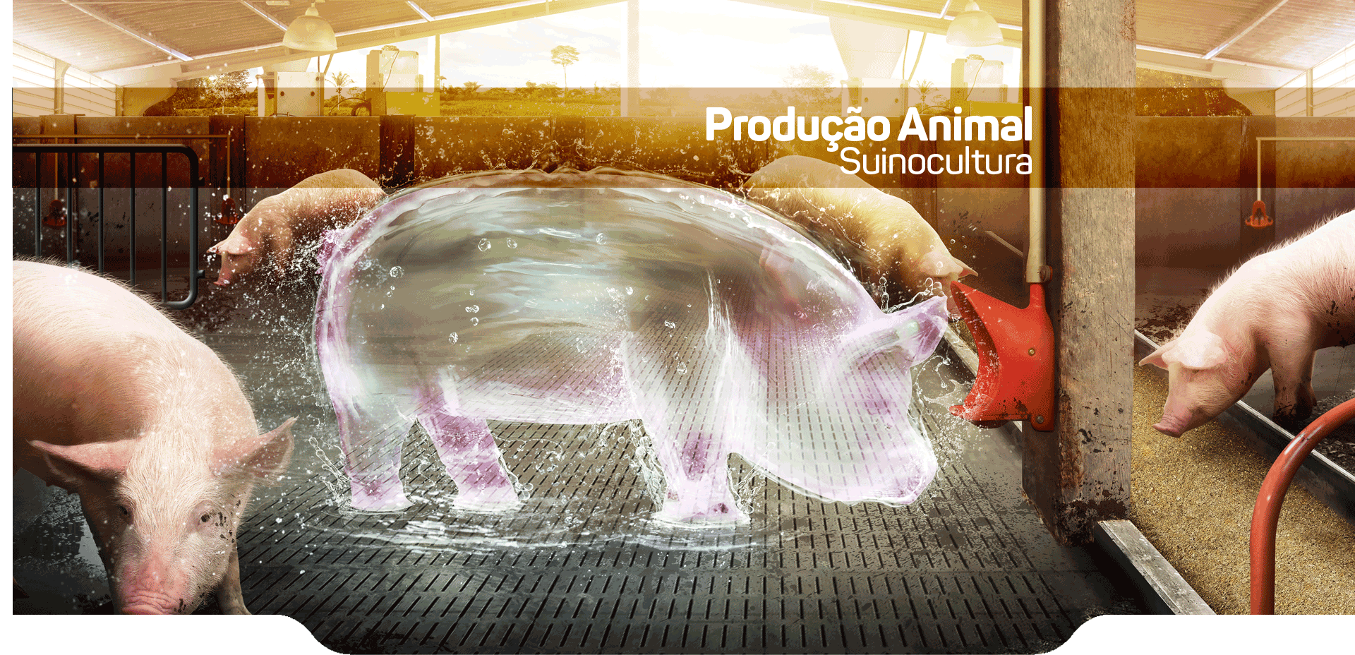 Suinocultura
