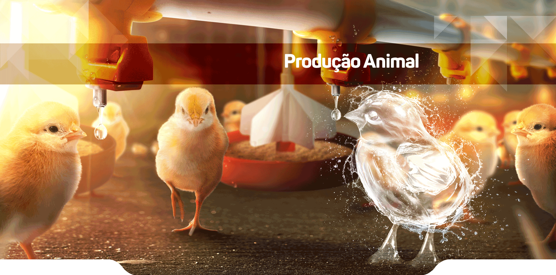 Produção Animal